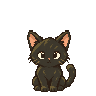 Un petit chat noir